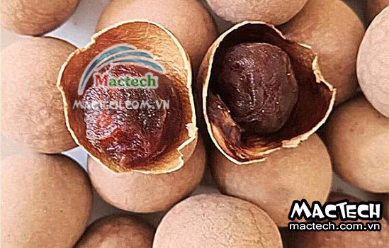 Cách làm nhãn khô nguyên quả tại nhà không cần dùng máy sấy
