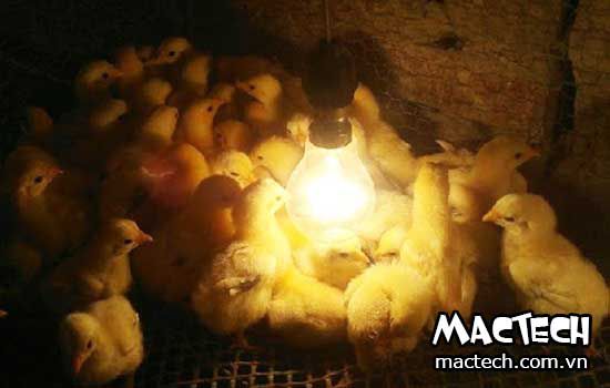 Mật độ úm gà con bao nhiêu là phù hợp, cho gà mẹ ấp có cần úm không