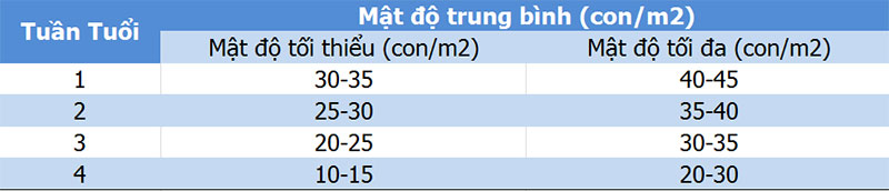 Mật độ úm gà con