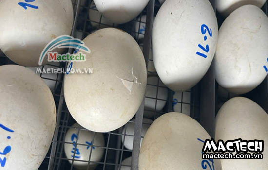 Kinh nghiệm ấp trứng vịt bằng máy ấp trứng Mactech cho hiệu quả cao