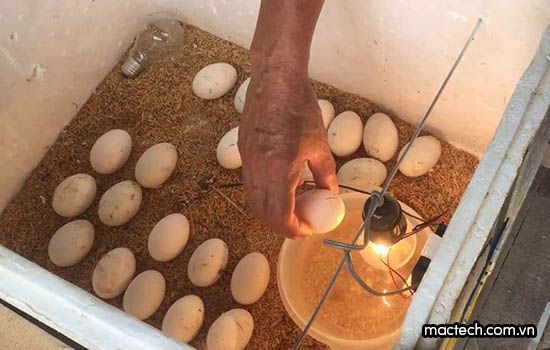 Máy ấp trứng gà giá rẻ khác biệt như thế nào với máy ấp trứng cao cấp