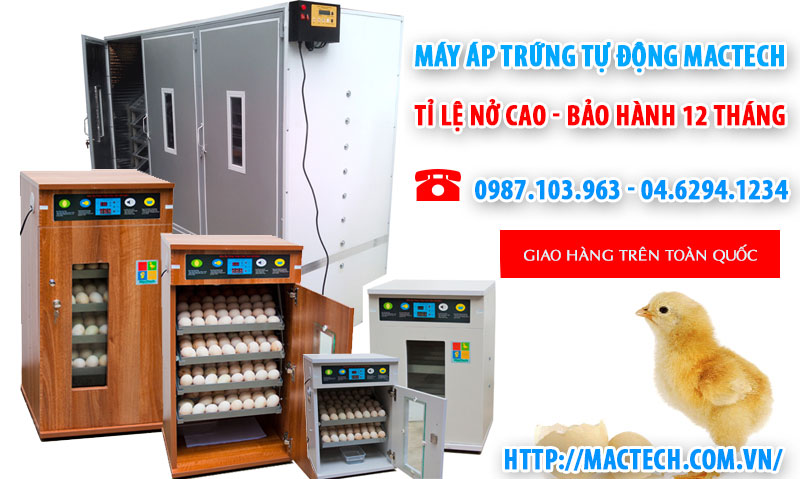 máy ấp trứng mactech