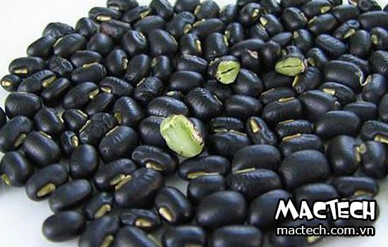 máy sấy đậu đen