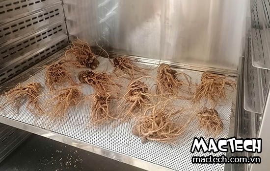 Máy sấy thăng hoa đương quy Mactech