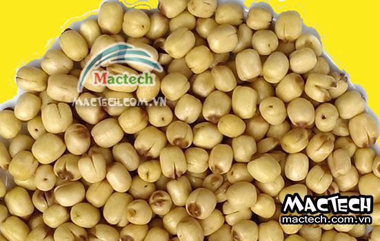 Sấy hạt sen nên chọn loại máy sấy nào cho phù hợp