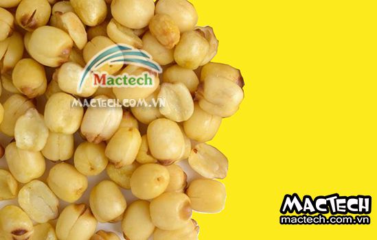 Sấy hạt sen nên chọn loại máy sấy nào cho phù hợp