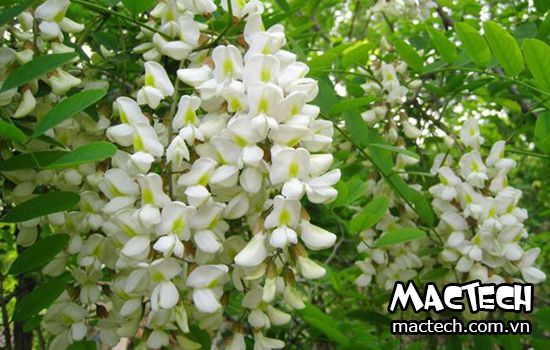 Máy sấy hoa hòe