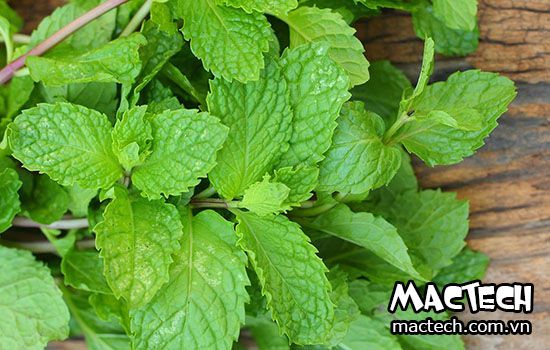 Máy sấy lá bạc hà Mactech, sấy khô giữ mùi thơm của bạc hà