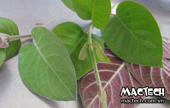 Máy sấy lá mơ
