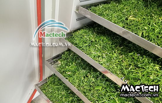 Máy sấy lạnh lá nếp Mactech Việt Nam, sấy lạnh giữ chất lượng tối ưu