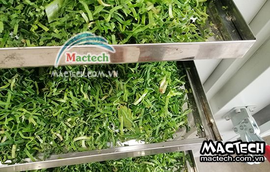 Cách sấy lá nếp bằng tủ sấy máy sấy Mactech đúng cách, hiệu quả cao