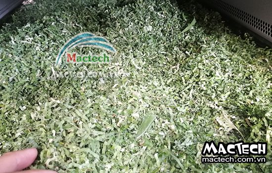 Lá nếp sấy bị đen, nguyên nhân cụ thể và hướng xử lý