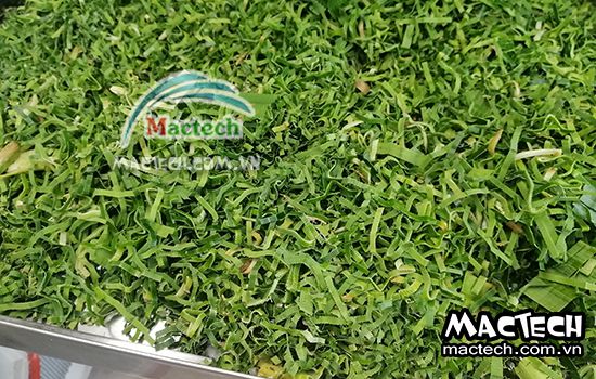 Máy sấy lá nếp Mactech, sấy khô giòn để nghiền bột giữ màu đẹp