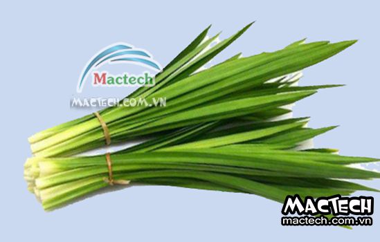 Nhiệt độ sấy lá nếp bằng máy sấy tủ sấy Mactech là bao nhiêu