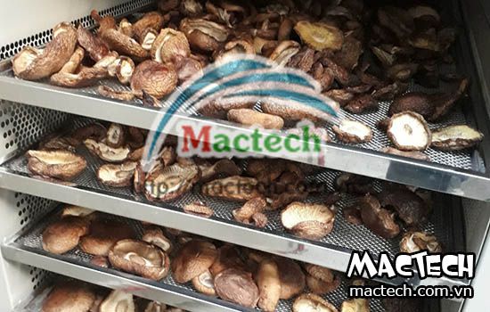 Máy sấy nấm Mactech, sấy nấm chất lượng cao, màu sắc đẹp