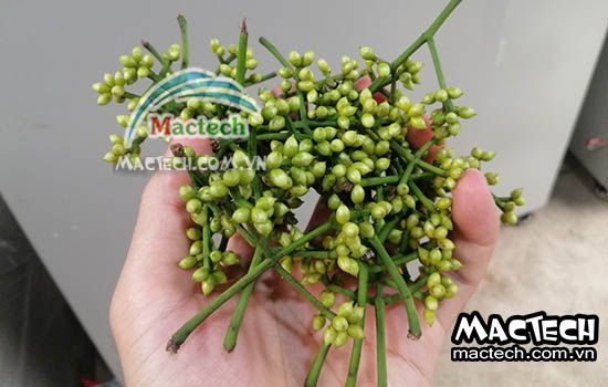 Máy sấy nụ vối Mactech, sấy nhiệt đối lưu, khô nhanh, tiết kiệm điện