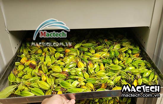 Máy sấy quả dành dành Mactech, sấy khô nhanh giữ màu đẹp