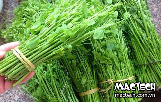Máy sấy rau bò khai Mactech, sấy nhanh giữ màu đẹp cho rau