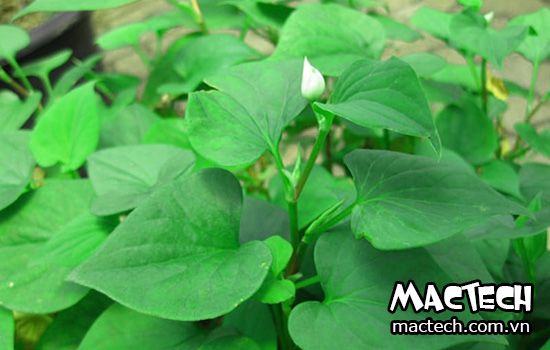 máy sấy rau diếp cá
