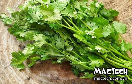 máy sấy rau mùi