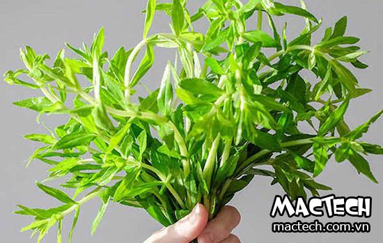 Máy sấy rau ngổ Mactech, sấy lạnh chất lượng cao, giữ màu, giữ mùi