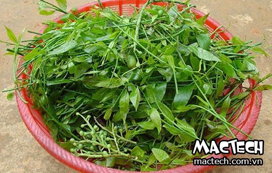 Máy sấy rau sắng Mactech, sấy khô giữ màu đẹp, giữ dinh dưỡng trong rau