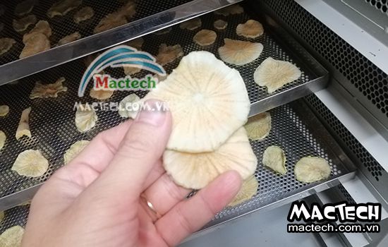 Cách sấy sâm khoai sử dụng máy sấy cho hiệu quả sấy cao
