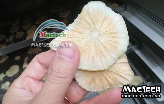 Cách sấy sâm khoai sử dụng máy sấy cho hiệu quả sấy cao