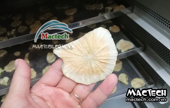 Cách sấy sâm khoai sử dụng máy sấy cho hiệu quả sấy cao