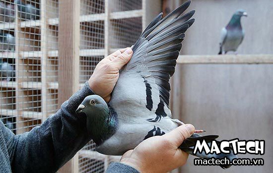 Hộp thư Ngọc Ánh nối nhịp cầu cho các bạn nuôi chim bồ câu  Đài phát thanh  quốc tế Trung Quốc
