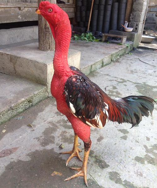 Gà chọi Việt Nam, nguồn gốc và phân loại gà chọi Việt Gà Chọi Việt Nam, Nguồn Gốc Và Phân Loại Gà Chọi Việt