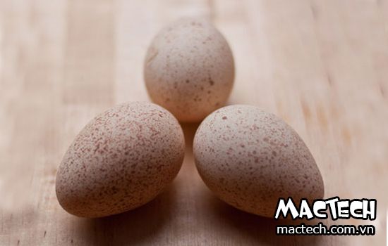 nhiệt độ ấp trứng gà tây