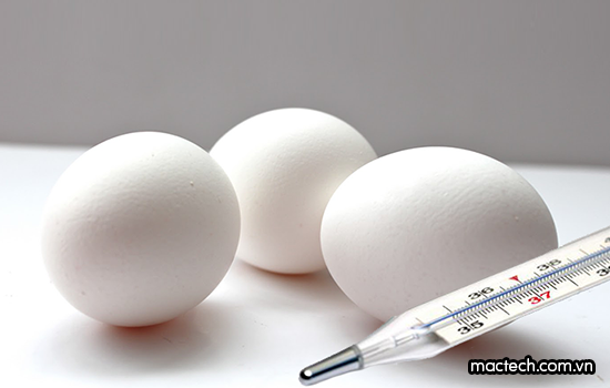 Ấp trứng bằng bóng đèn, tỉ lệ nở thực tế là bao nhiêu %