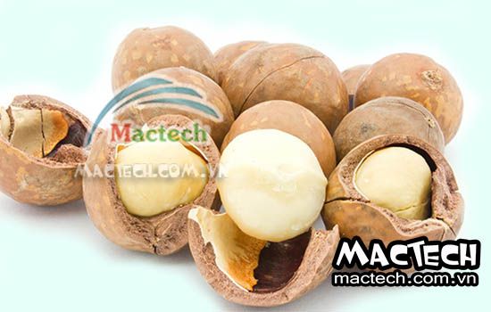 Nhiệt độ sấy hạt macca và thời gian sấy hạt mắc ca từ Mactech