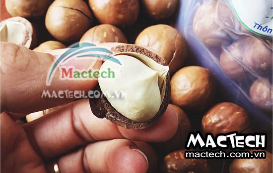 Nhiệt độ sấy hạt macca và thời gian sấy hạt mắc ca từ Mactech