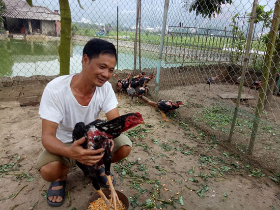  Đàn gà chọi của ông Thiện được nuôi ở nơi tác cách biệt với bên ngoài nên đàn gà rất ít bị dịch bệnh, phát triển rất tốt.