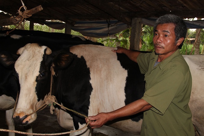 ông thìn và bò