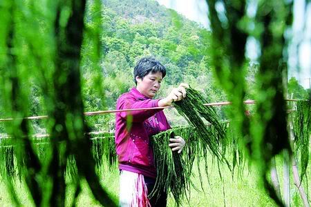 Phơi rong biển