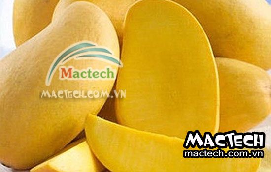 Máy sấy xoài thăng hoa Mactech, sấy đông khô công nghệ cao