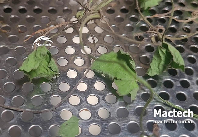 Sấy rau má bằng máy sấy nhiệt