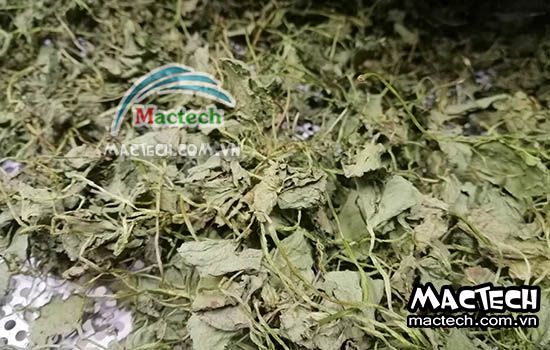 Thời gian sấy rau má bằng máy sấy nhiệt, sấy lạnh, sấy thăng hoa