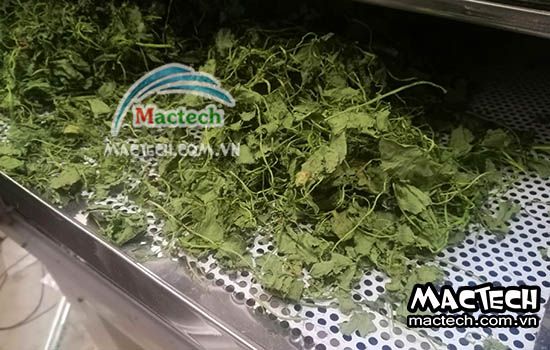 Thời gian sấy rau má bằng máy sấy nhiệt, sấy lạnh, sấy thăng hoa