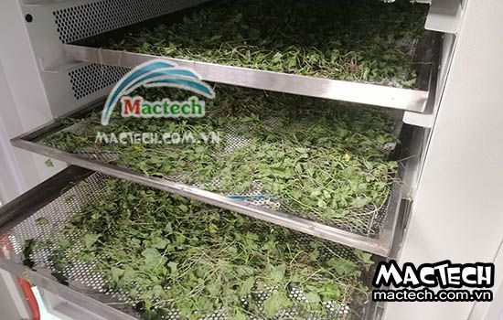 Rau má sấy khô nên chọn loại máy sấy nào cho phù hợp