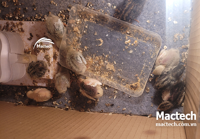 Thời gian ấp trứng gà rutin bao lâu