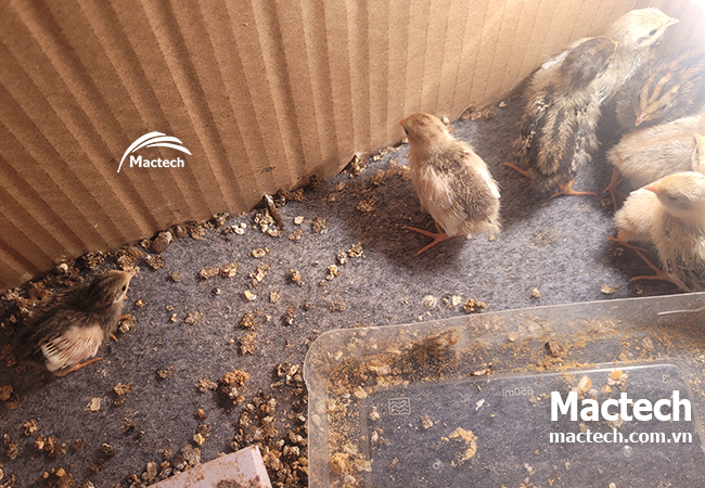 Thời gian ấp trứng gà rutin bao lâu