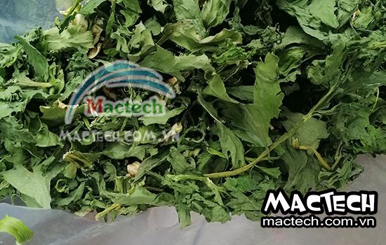 Hướng dẫn làm trà cần tây sấy khô bằng máy sấy Mactech