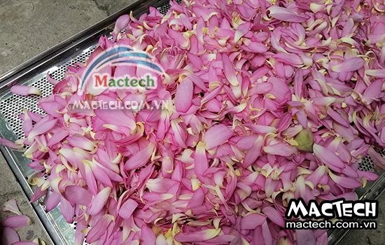 Cánh hoa sen sấy lâu khô, tìm hiểu nguyên nhân và hướng xử lý