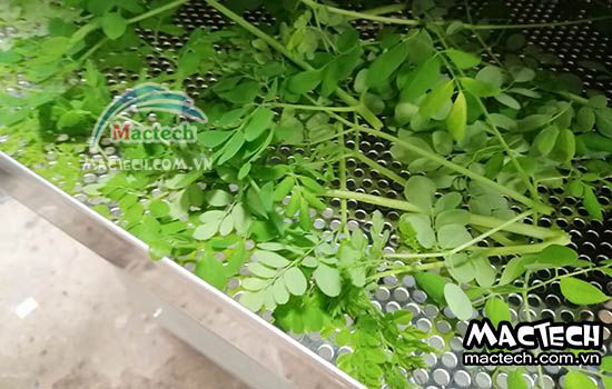 Tại sao máy sấy nông sản là đầu tư thông minh cho hộ kinh doanh nhỏ