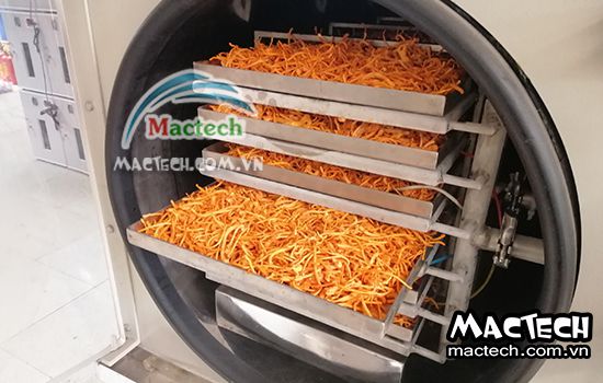 Máy sấy thăng hoa đông trùng hạ thảo Mactech, sấy khô cao cấp nhất hiện nay
