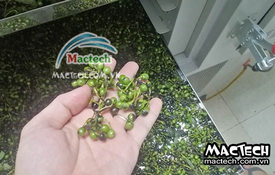 Hạt màng tang sấy bị mất màu, nguyên nhân và cách xử lý